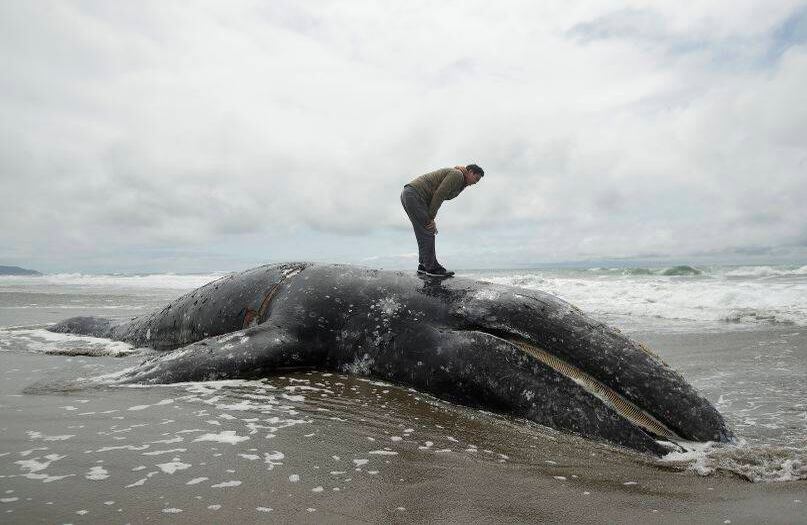 6 de mayo - Un hombre se para sobre una ballena muerta en Ocean Beach, San Francisco. El Centro de Mamíferos Marinos planea una necropsia para determinar qué mató al animal. FOTO: Jeff Chiu / AP