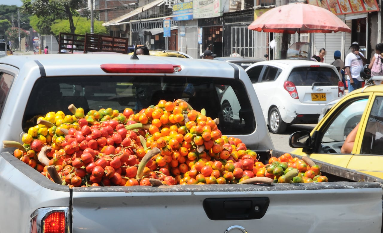 Cali: Reportaje gráfico, temporada de "superpoderes afrodisíacos" en Cali. El Chontaduro en esta temporada proveniente de Putumayo, también se cultiva en los departamentos de Chocó, Cauca, Valle del Cauca. Foto José L Guzmán. El País, feb 16-24