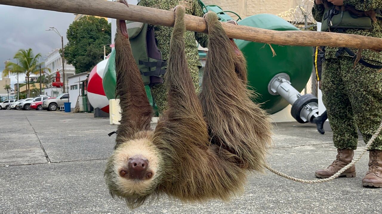 Las autoridades ambientales recalcaron que el oso perezoso es inofensivo.
