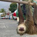 Las autoridades ambientales recalcaron que el oso perezoso es inofensivo.