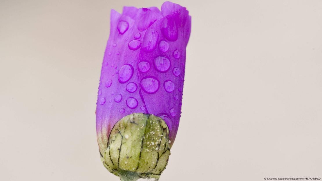 La Cistanthe grandiflora tiene la capacidad de resistir climas y temperaturas extremas.