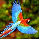 Guacamaya amazónica.