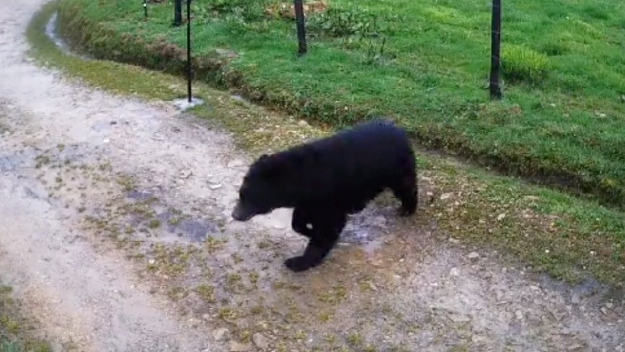 Oso andino avistado en vereda de Bogotá