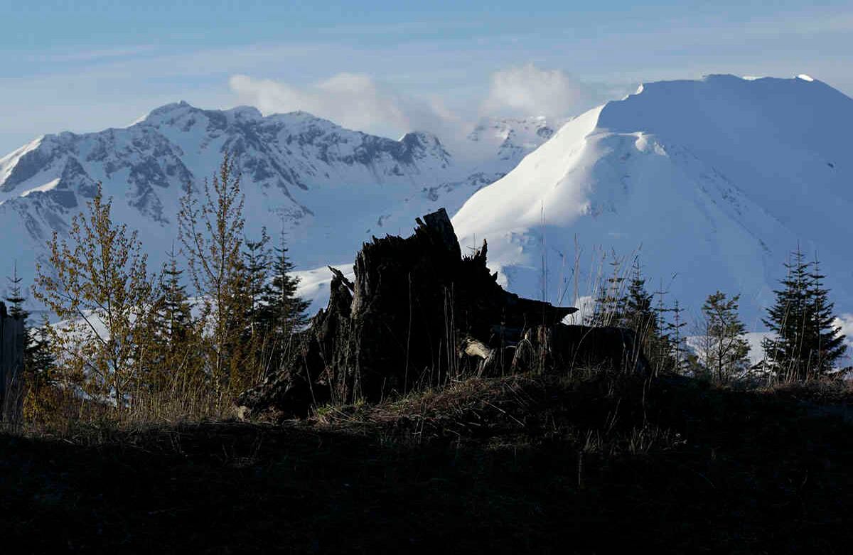 Foto de archivo del 7 de mayo de 2010, un tocón de árbol se encuentra frente al Monte Santa Helena en el estado de Washington. Foto AP / Ted S. Warren