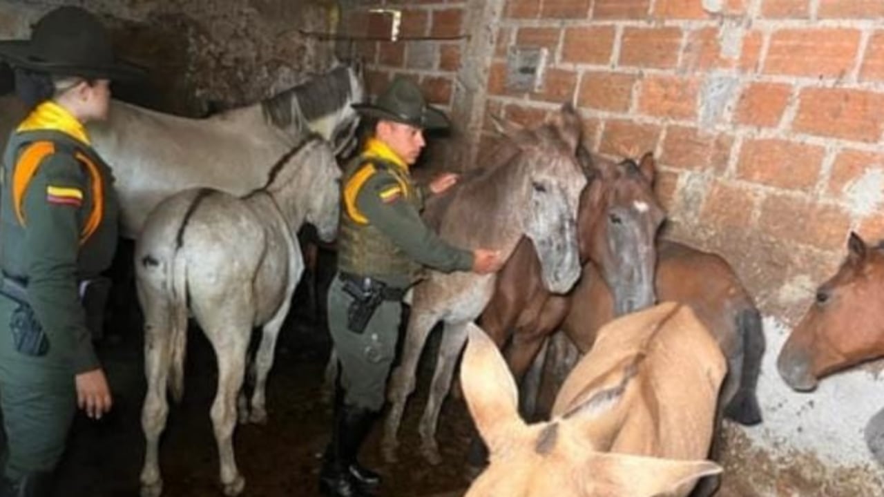 Matadero clandestino en Copacabana, Antioquia.