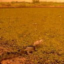 Los incendios afectaron millones de especies de flora y fauna en Pantana. Foto: AP