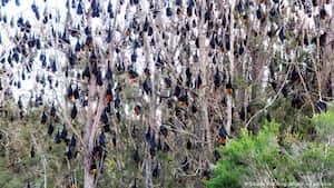 Los zorros voladores aparecen por esta época del año en Australia. Foto: DW