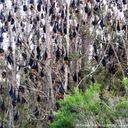 Los zorros voladores aparecen por esta época del año en Australia. Foto: DW