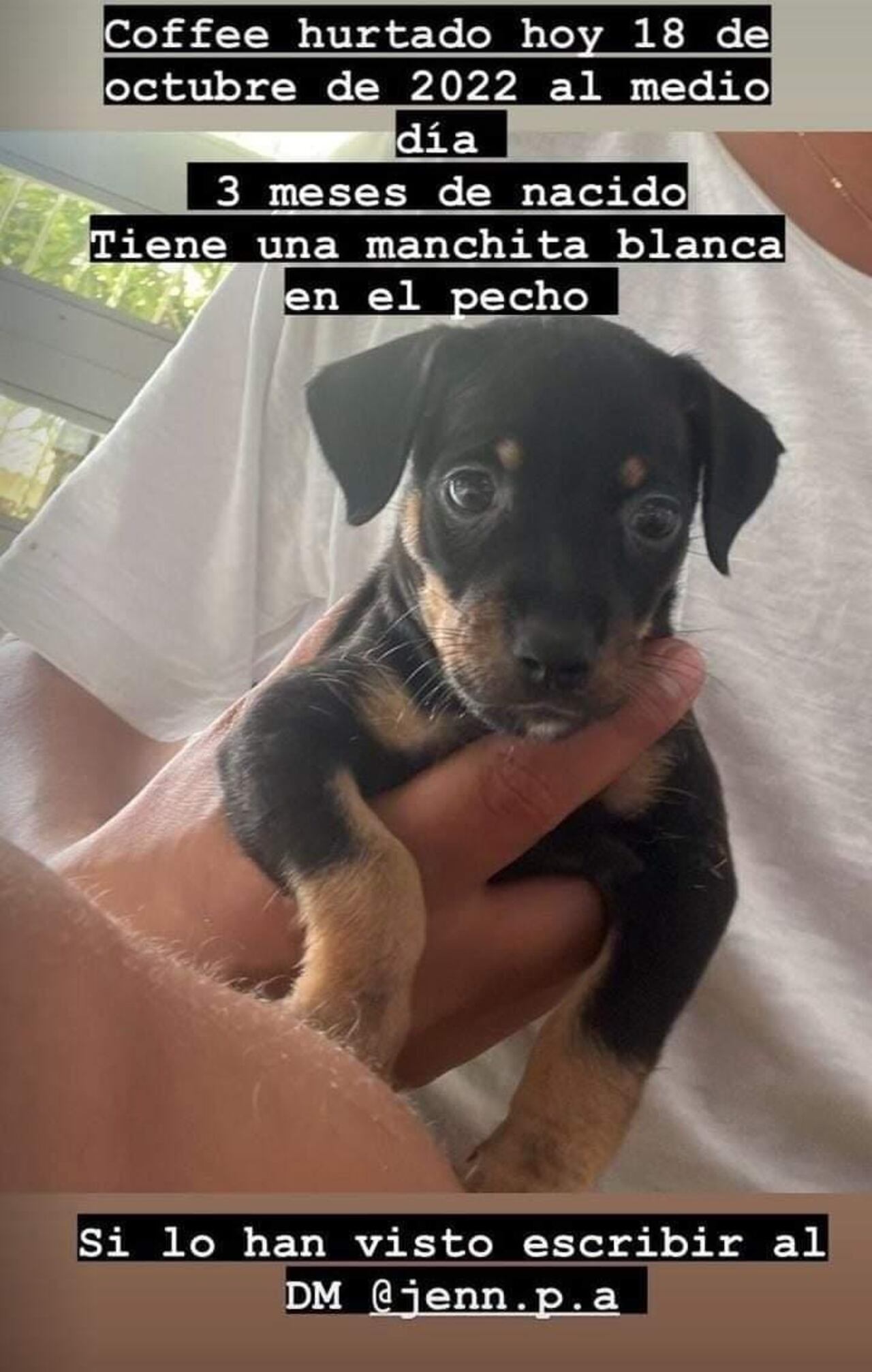 Buscan a un cachorro robado en el norte de Barranquilla.