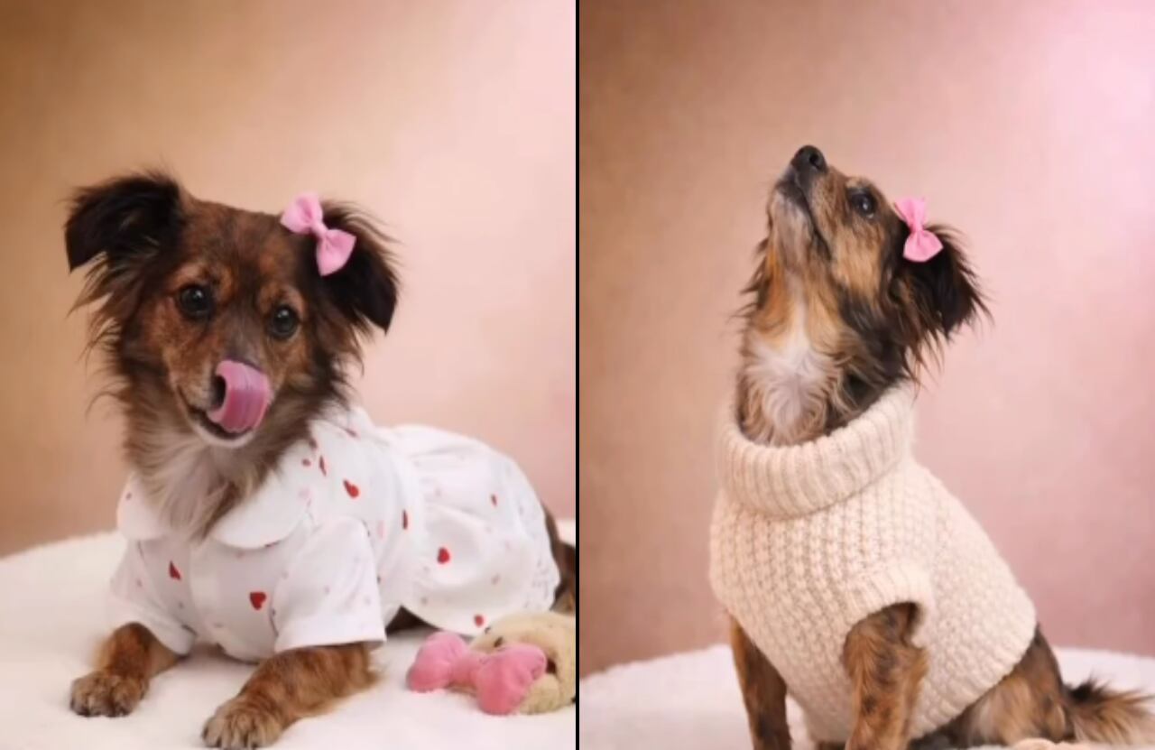 La pequeña perrita sobrevivió a una decisión que casi le cuesta la vida.