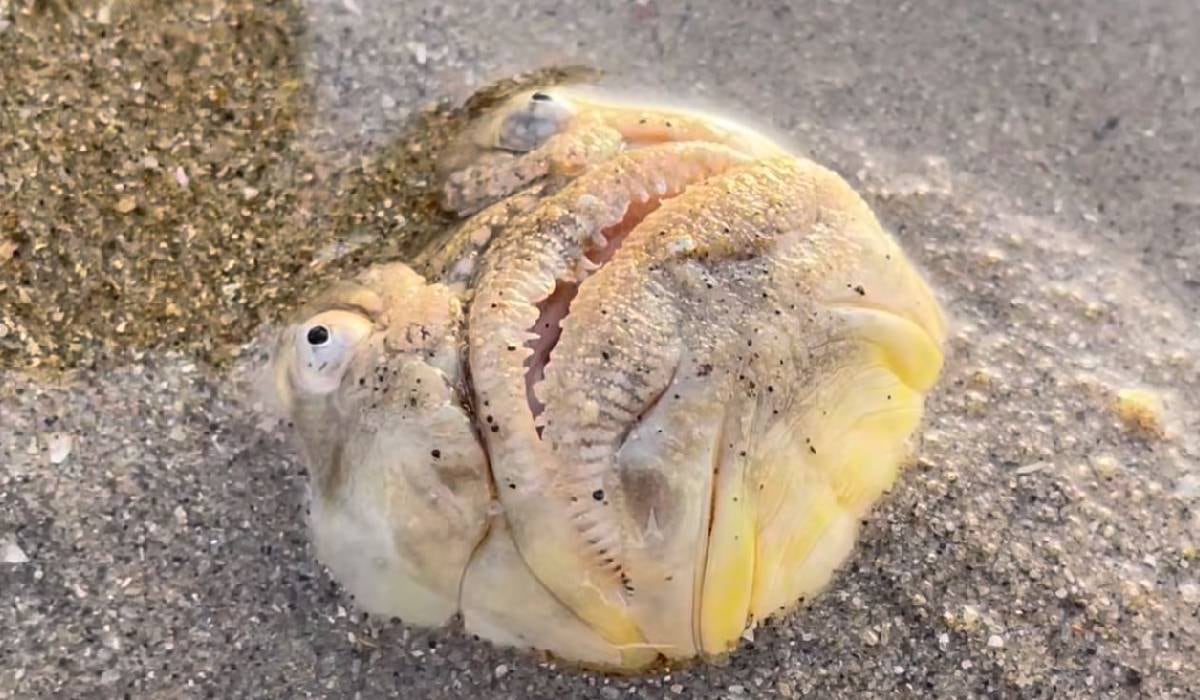 Es poco usual ver a un pez de esta categoría en la superficie