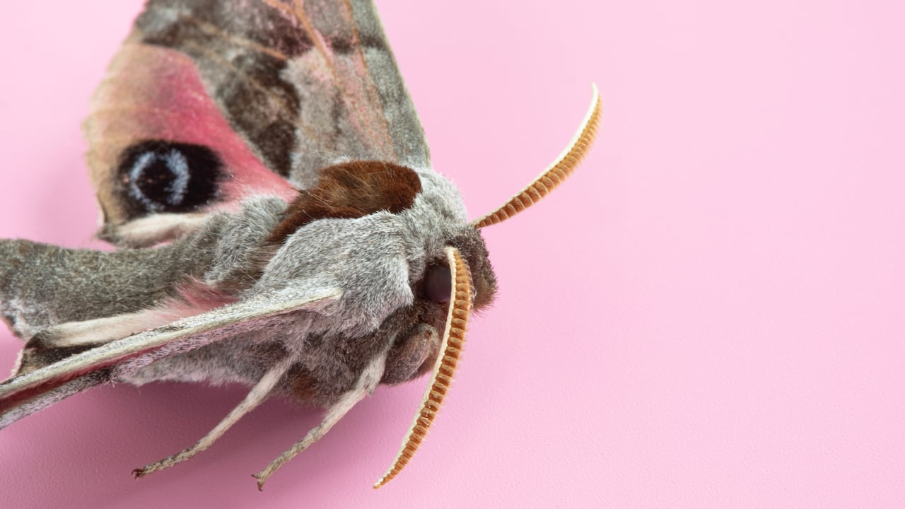 Según la IA, la Antheraea polyphemus, una polilla gigante, podría ser el animal que más miedo genera, debido a sus alas que simulan ojos.