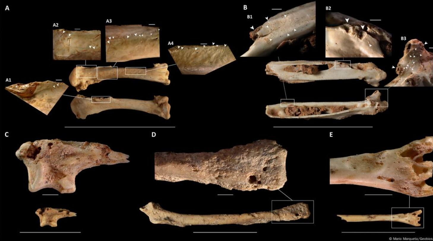 La aparición de un ‘pájaro ártico’ en España confirma que el clima era más seco y boreal hace 30.000 años.