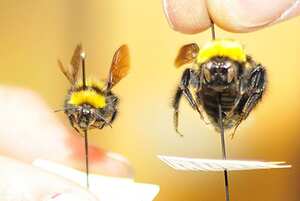 En el país falta más investigación sobre los abejorros. Foto: Unimedios