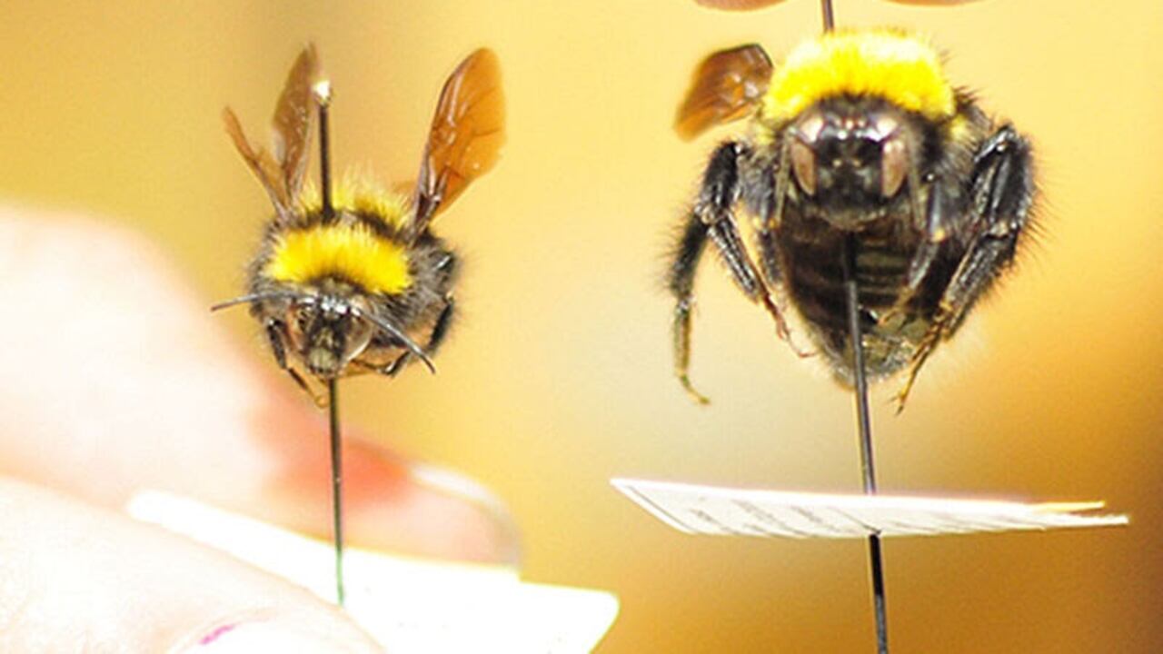 Abejorros en Colombia