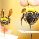 En el país falta más investigación sobre los abejorros. Foto: Unimedios