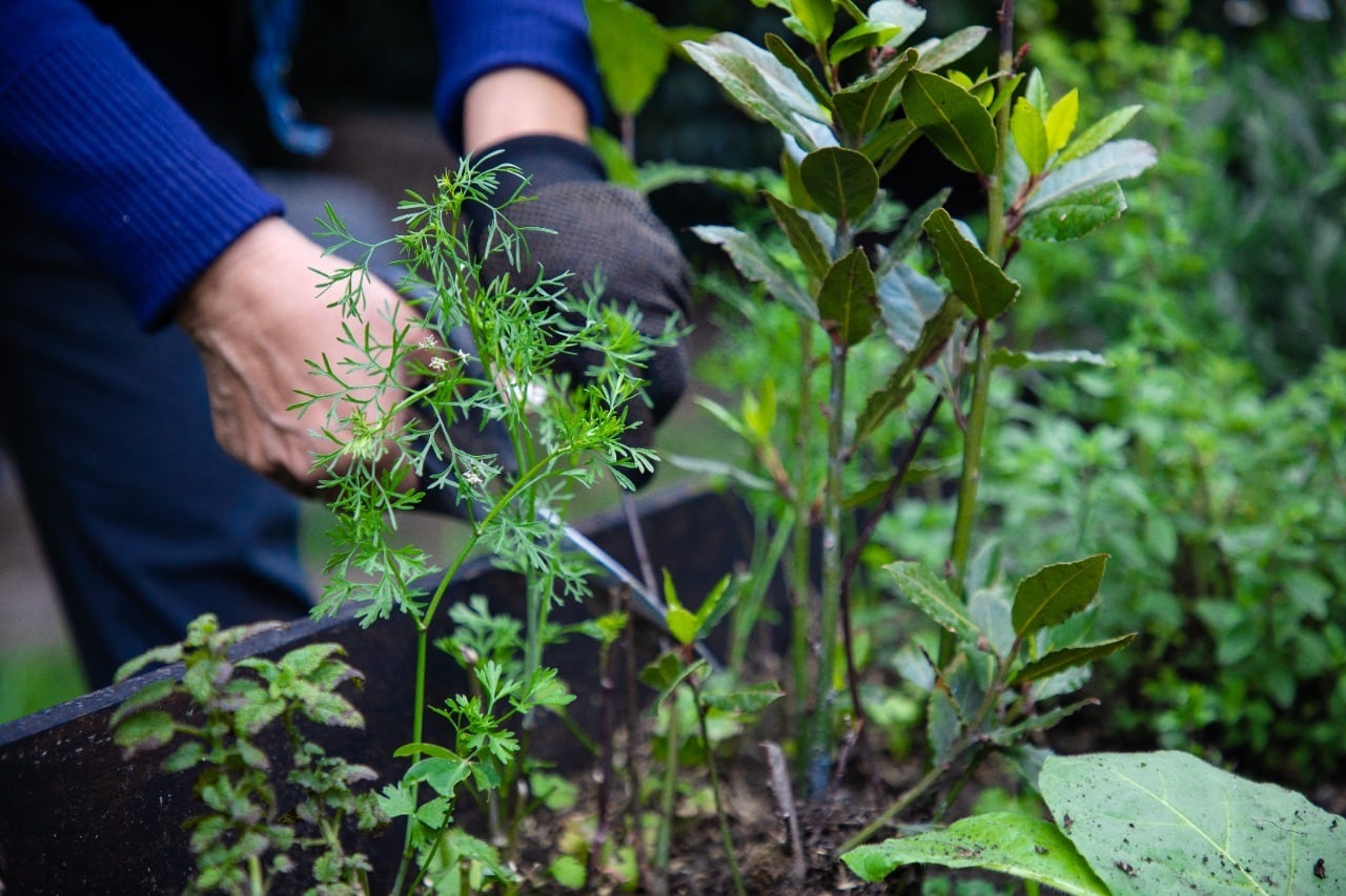 Esta escuela tiene como propósito fortalecer los conocimientos de los agricultores urbanos de la capital.