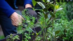Esta escuela tiene como propósito fortalecer los conocimientos de los agricultores urbanos de la capital.