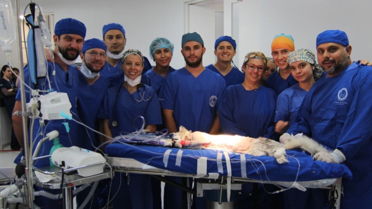 El pasado mes de enero a Romeo, un gato de 10 años, se le implantó un marcapasos.