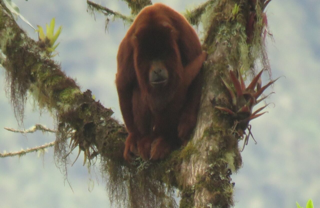 Mono aullador avistado en Pisba
