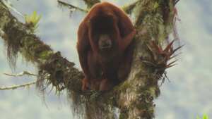 Este mono aullador fue avistado por primera vez en el Parque Nacional Natural Pisba.