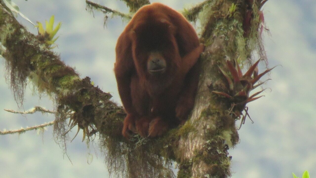 Mono aullador avistado en Pisba