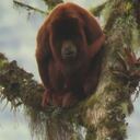 Este mono aullador fue avistado por primera vez en el Parque Nacional Natural Pisba.