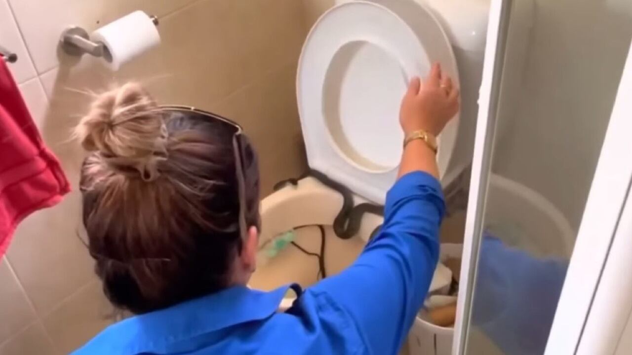 Este temor se convirtió en una realidad para hombre en Australia, quien se encontró una serpiente de 1,2 metros dentro de su sanitario.