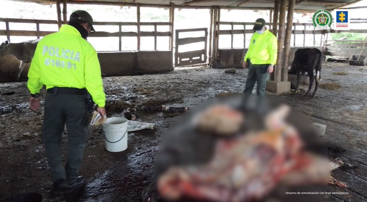 La Fiscalía desarticuló una red de tráfico de carne que usaba caballos enfermos para sacrificarlos y ponerlos en venta.