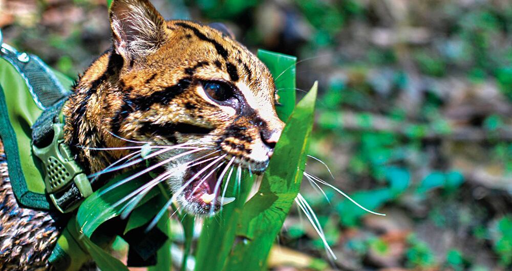Este ocelote fue rescatado en 2019 por la Corporación Autónoma Regional del Tolima (Cortolima) y no podrá volver a su hábitat natural.