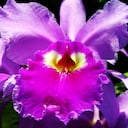 La belleza de la orquídea Cattleya es deslumbrante. Te quita el aliento y te da ganas de disfrutar el resto del día de la manera más profunda.