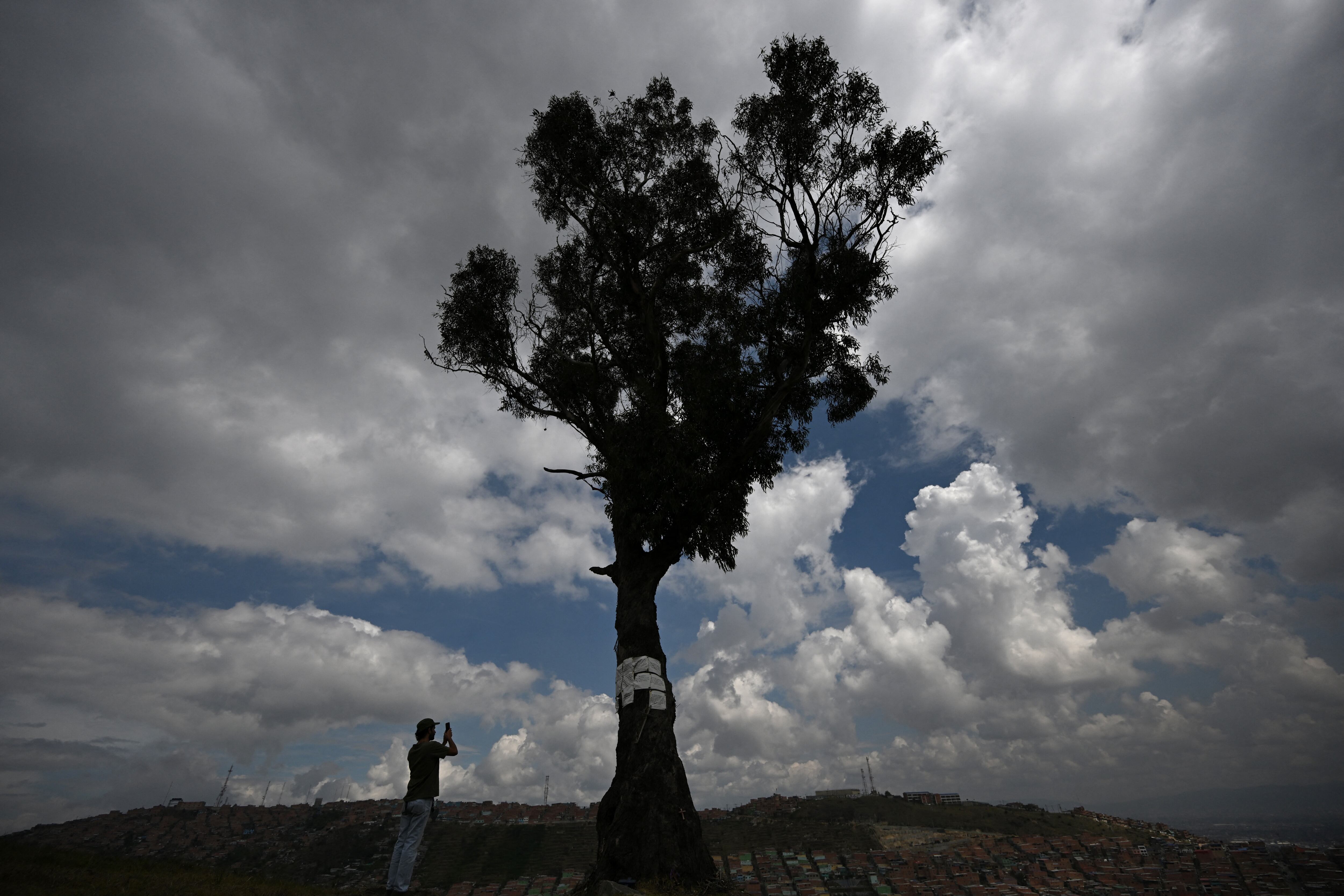 Un hombre toma una fotografía con su teléfono celular del eucalipto "El Palo del Ahorcado" en el barrio de Ciudad Bolívar, al sur de Bogotá, en Cerro Seco. (Photo by Raul ARBOLEDA / AF