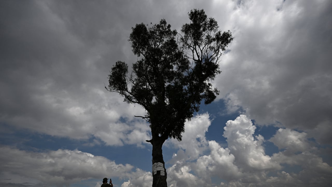 Un hombre toma una fotografía con su teléfono celular del eucalipto "El Palo del Ahorcado" en el barrio de Ciudad Bolívar, al sur de Bogotá, en Cerro Seco. (Photo by Raul ARBOLEDA / AF