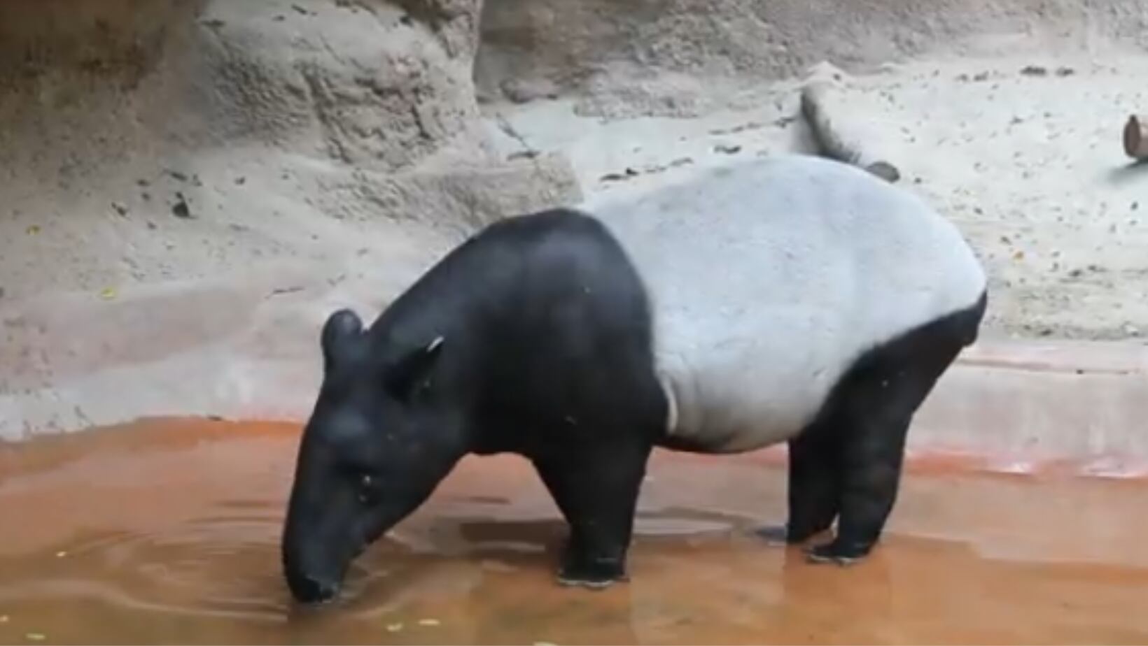 El zoológico de San Diego, uno de los más conocidos en el mundo