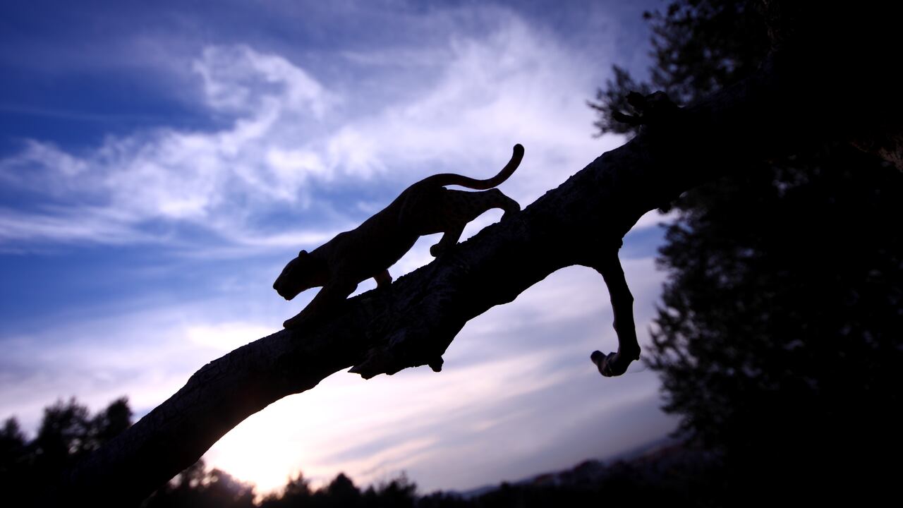 Silueta de un leopardo.