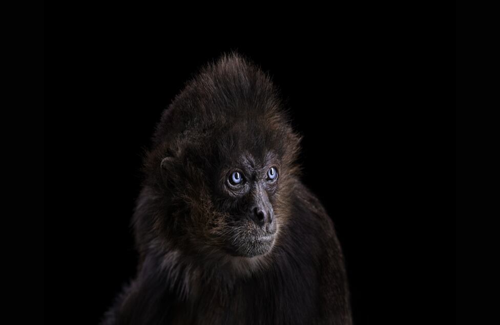 Los animales, fotografiados con un nivel de detalle sorprendente, no están tan desacostumbrados a posar como podría parecer: muchos han participado en películas y han sido retratados anteriormente.
