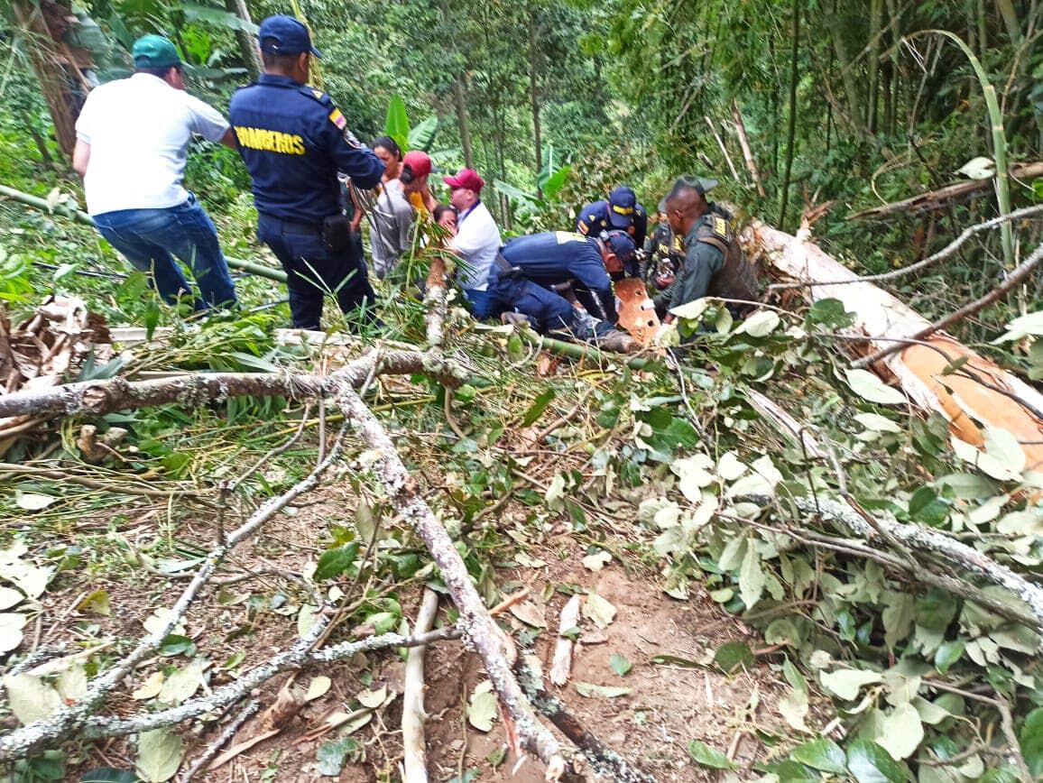 Una persona que estaba talando un árbol, murió cuando este le cayó encima