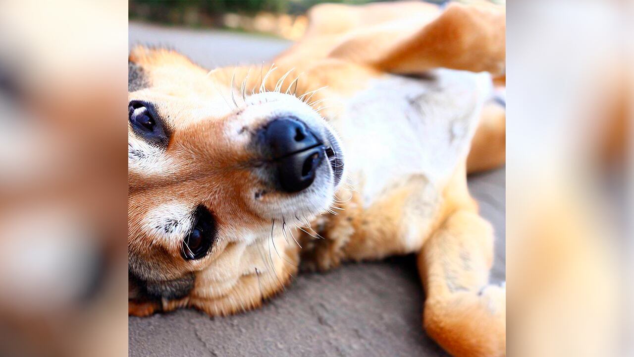 Cuando un perro se acuesta boca arriba puede estar comunicando varias cosas.