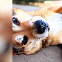 Cuando un perro se acuesta boca arriba puede estar comunicando varias cosas.