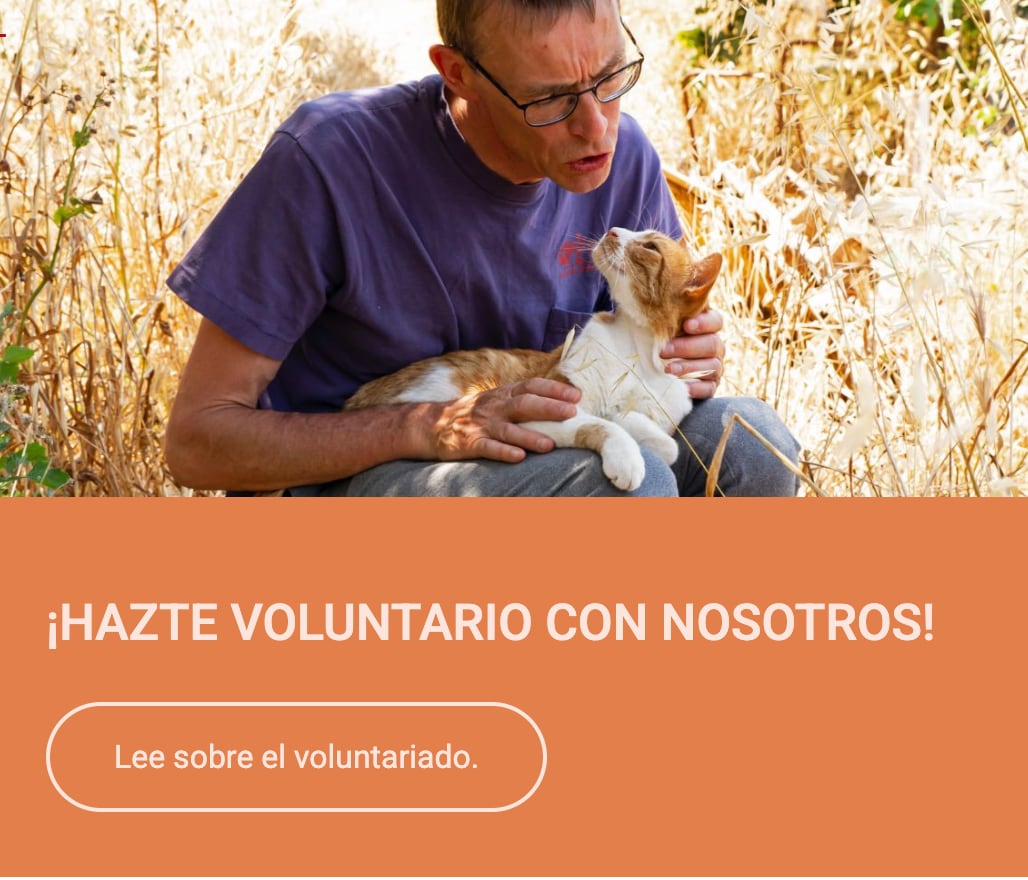 Desde la página web de Syros Cats se puede ver todo el apartado para ser voluntario.