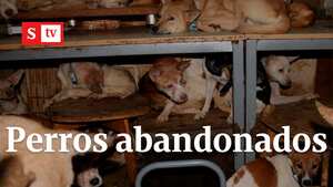 Perros abandonados en Japón