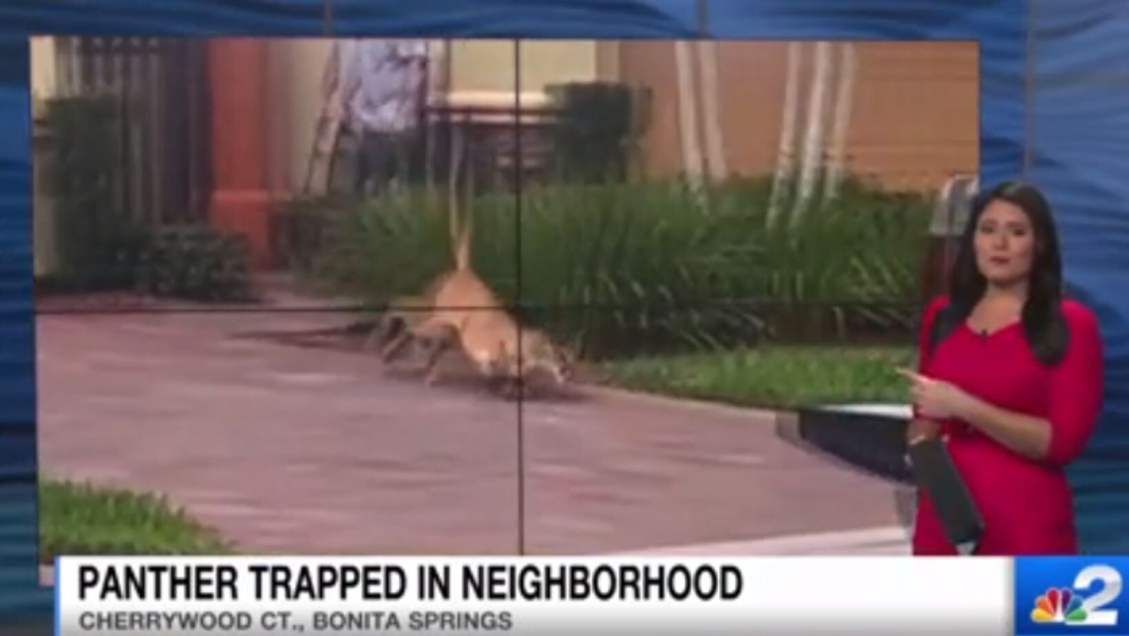 Confunden a gato con un puma en Florida: dormía en un jardín