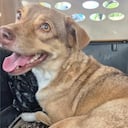 El desgarrador caso de Hannah María, perrita con cáncer en Barranquilla.