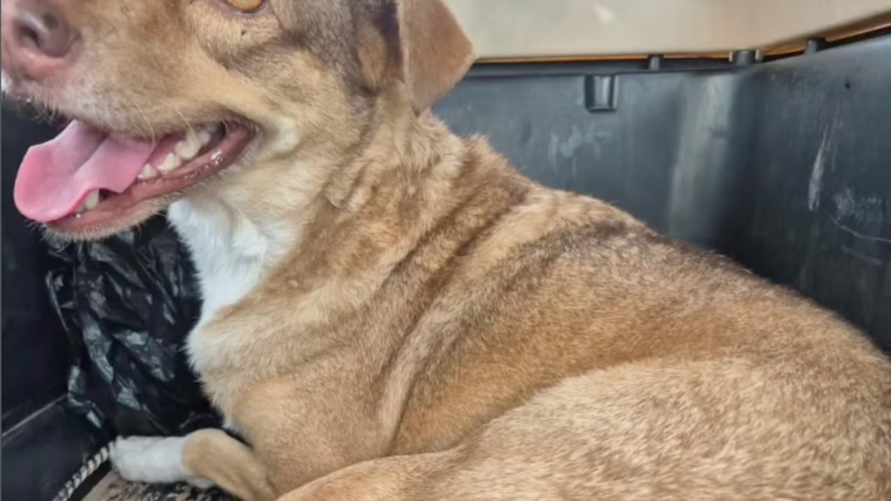El desgarrador caso de Hannah María, perrita con cáncer en Barranquilla.