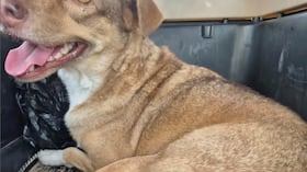 El desgarrador caso de Hannah María, perrita con cáncer en Barranquilla.