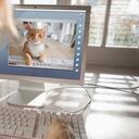 El mundo digital está abierto para disfrutar con nuestras mascotas