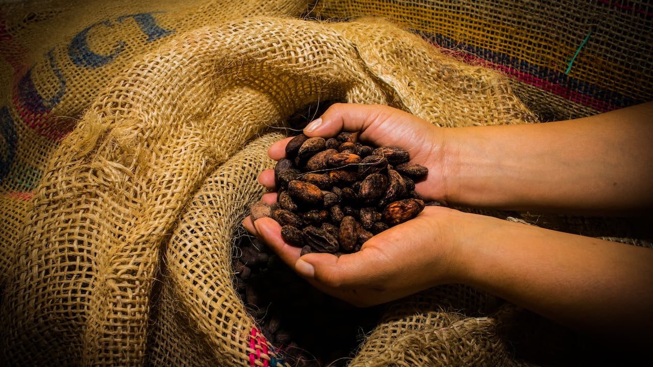 Más que un producto de exportación, el cacao se ha convertido en una herramienta de empoderamiento para las comunidades indígenas de la Sierra Nevada.