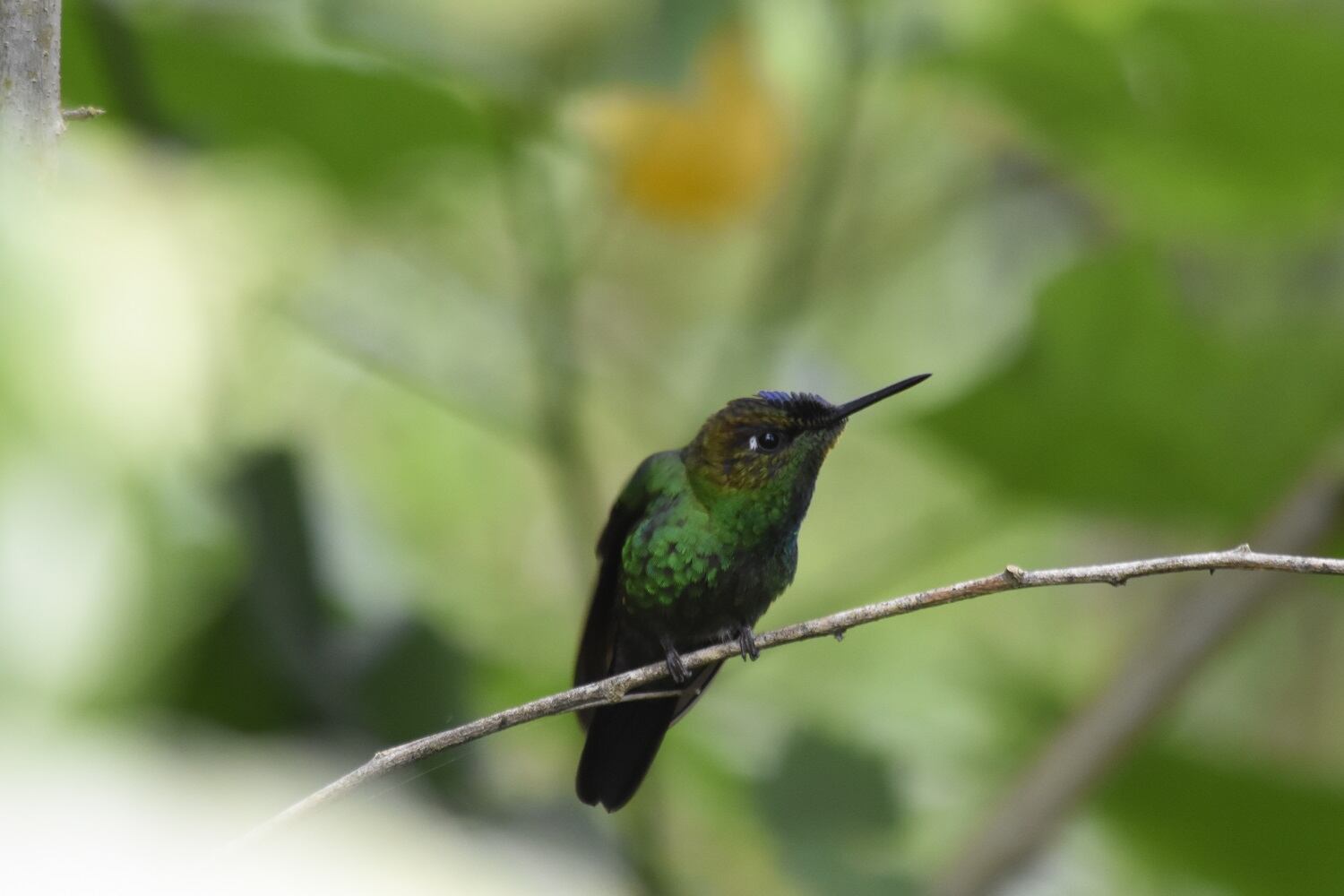 Avifauna en el Huila