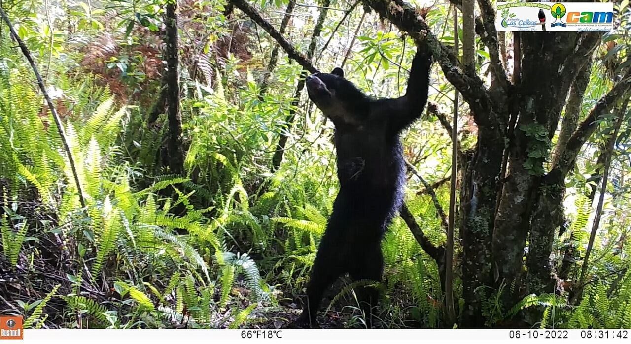 Para convertir estos espacios en un corredor de paso y lugar de estancia durante el recorrido de los osos, los potreros han sido revegetalizados en un bosque primario.