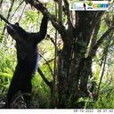 Para convertir estos espacios en un corredor de paso y lugar de estancia durante el recorrido de los osos, los potreros han sido revegetalizados en un bosque primario.